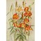 Posterazzi Guide to the Wild Flowers 1899 Carolina Lily Poster Print by Ellis Rowan